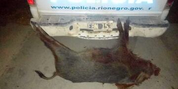 Intensificaron los controles de caza ilegal en distintas zonas de Río Negro