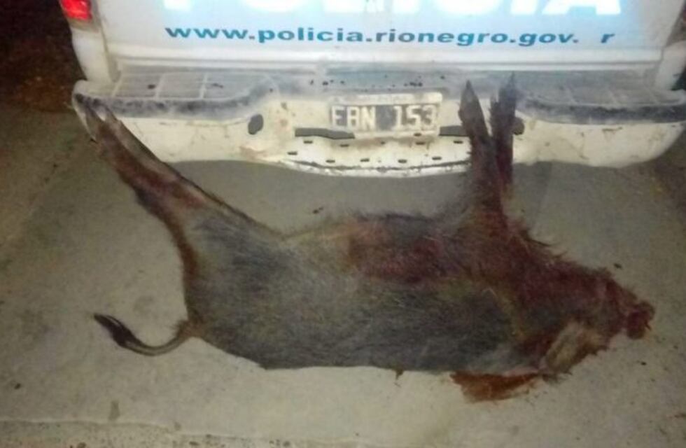 Intensificaron los controles de caza ilegal en distintas zonas de Río Negro