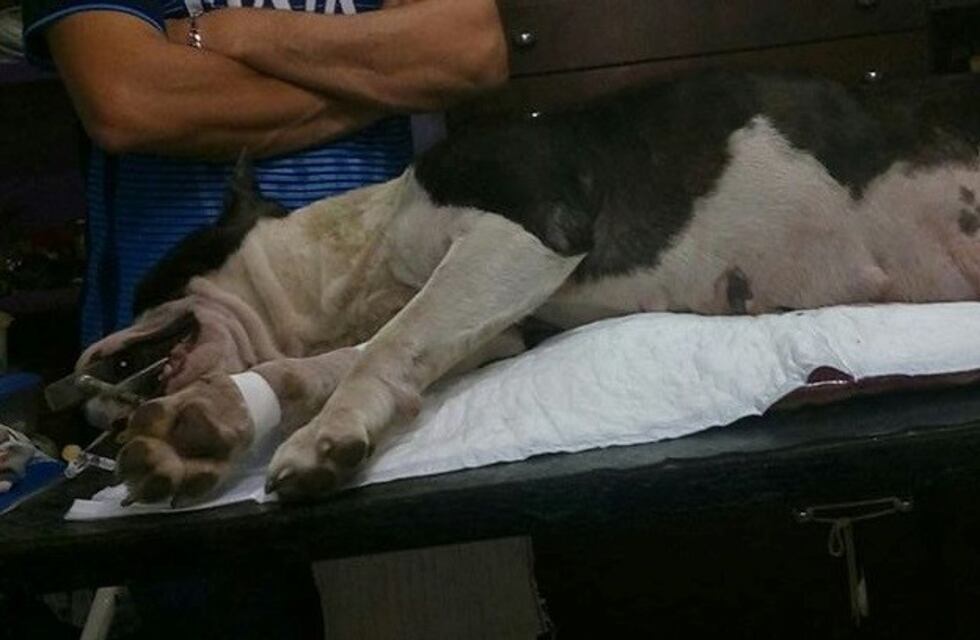 Insólito: le mataron a machetazos a su perra preñada y se vengó con un ataque a balazos