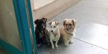 Perros esperan a la dueña en la puerta del hospital de San Rafael