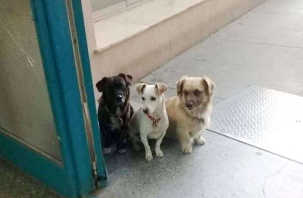 Imagen tierna y viral: tres mascotas esperan a su dueña en la puerta del hospital