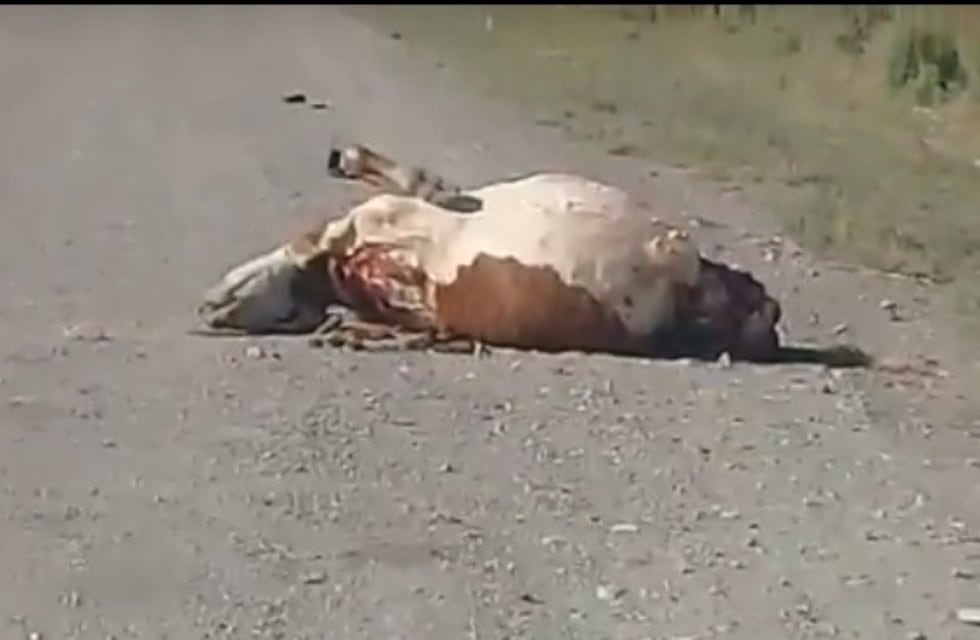 Una vaca suelta provocó un accidente en la Ruta 40
