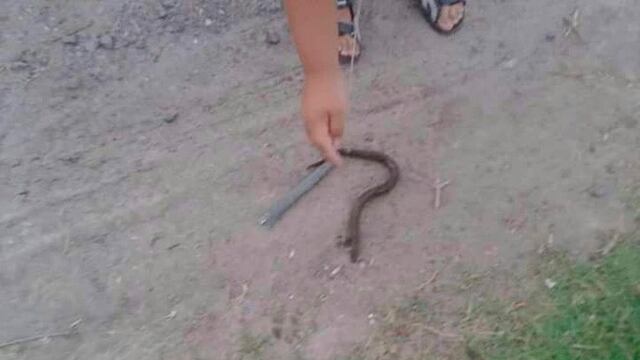 Anguilas encontradas en Granadero Baigorria