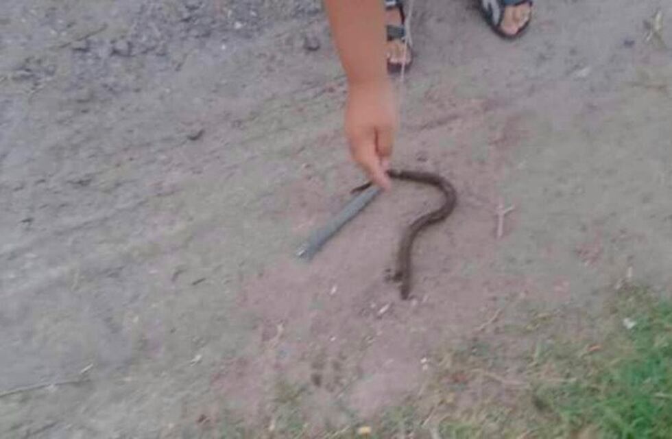 Aparecieron anguilas en zanjas de Granadero Baigorria