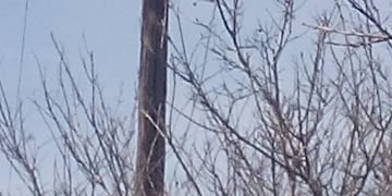 Vecinos rescataron a un gato de arriba de un poste\u002E