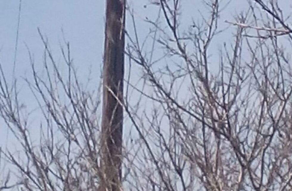 Vecinos rescataron a un gatito que pasó tres días en un poste en barrio Lamadrid