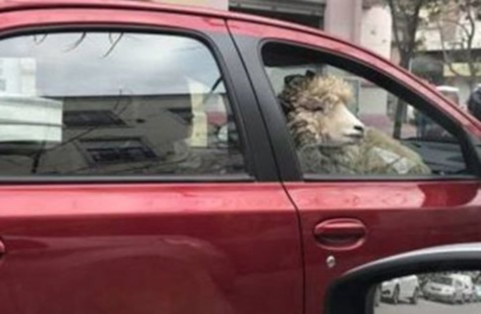 El insólito paseo de una oveja en auto desconcierta a Bahía Blanca