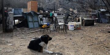 Animales muertos en incendo
