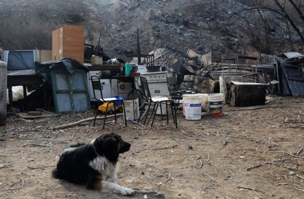 Veterinarios autoconvocados asisten a los animales afectados por los incendios en Mendoza