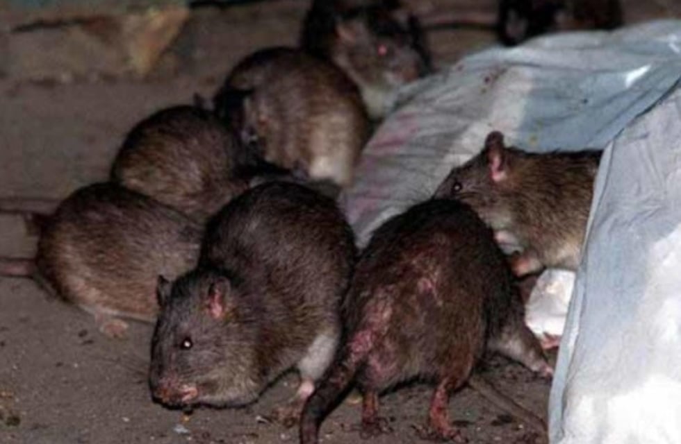 Mirá cómo ratas invaden el Parque Central en pleno Mendoza