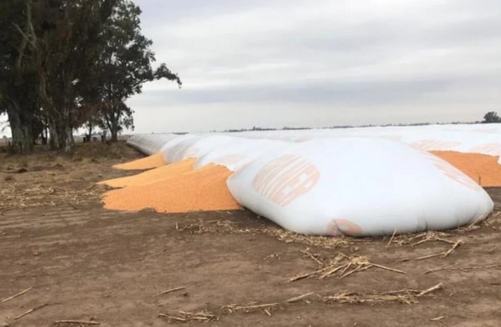 Productores de Oncativo denuncian que les rompieron silobolsas