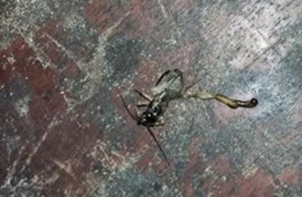 Alarma en una vivienda del barrio 14 de Abril por la aparición de un arácnido parecido a un alacrán