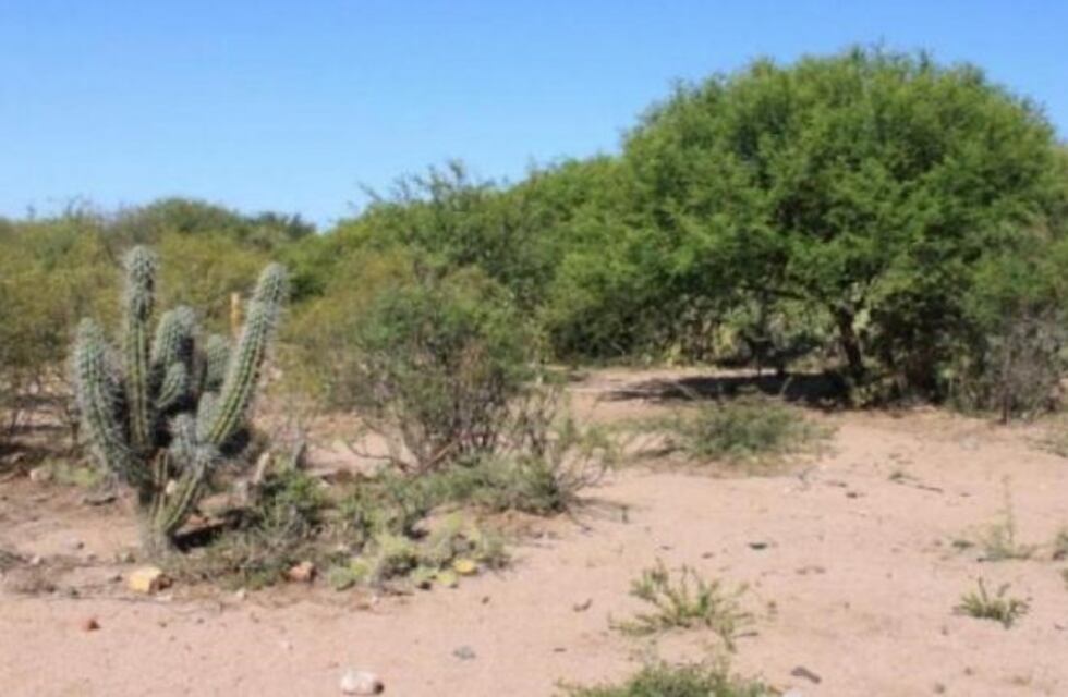 Córdoba puso en vigencia un Plan Provincial Agroforestal