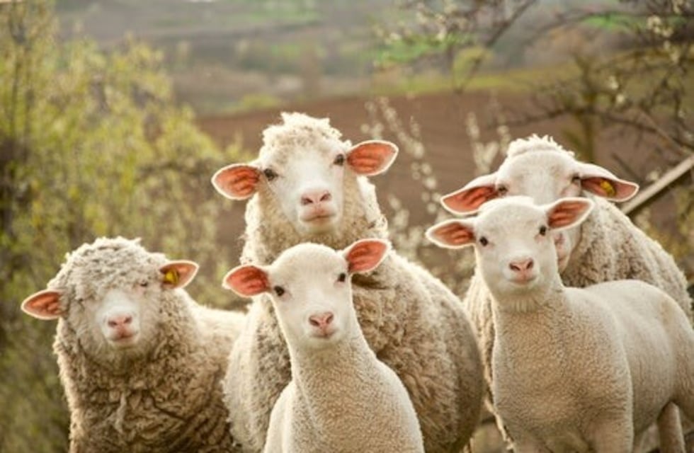 Miles de ovejas se adueñan de las calles de Turquía