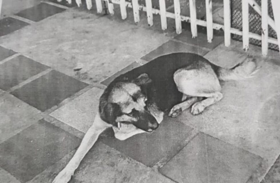 Wanda: Ordenaron la detención de un perro por agresión