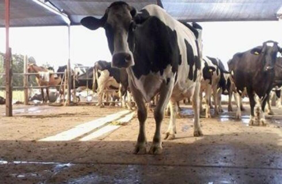 Producción lechera en Argentina