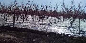 San Rafael y Alvear en emergencia a causa de las heladas