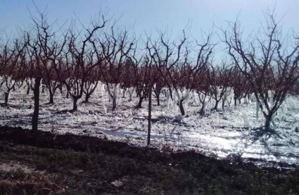 San Rafael y Alvear en emergencia a causa de las heladas