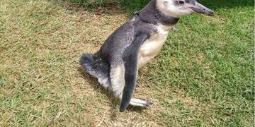 Pingüinos de Magallanes\u002E