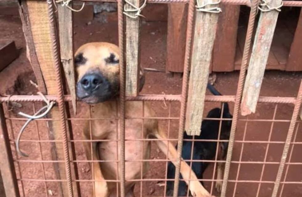 El refugio de animales de Campo Viera necesita ayuda