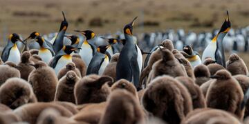 Biodiversidad en Malvinas