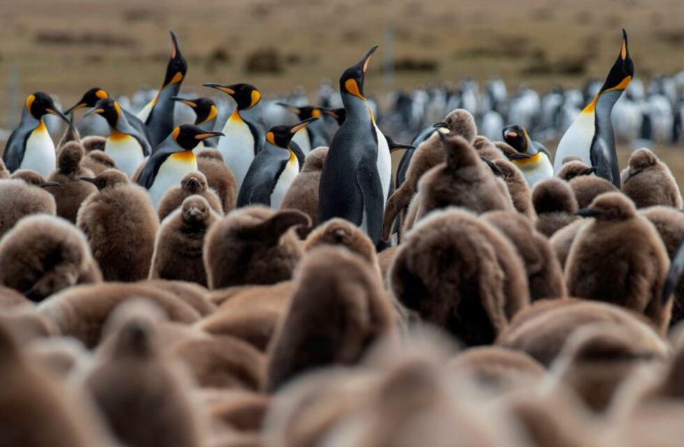 Temor por el Brexit también sobre las Malvinas