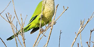 Catas Plaga en Mendoza\u002E