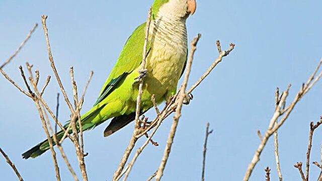 Catas Plaga en Mendoza\u002E