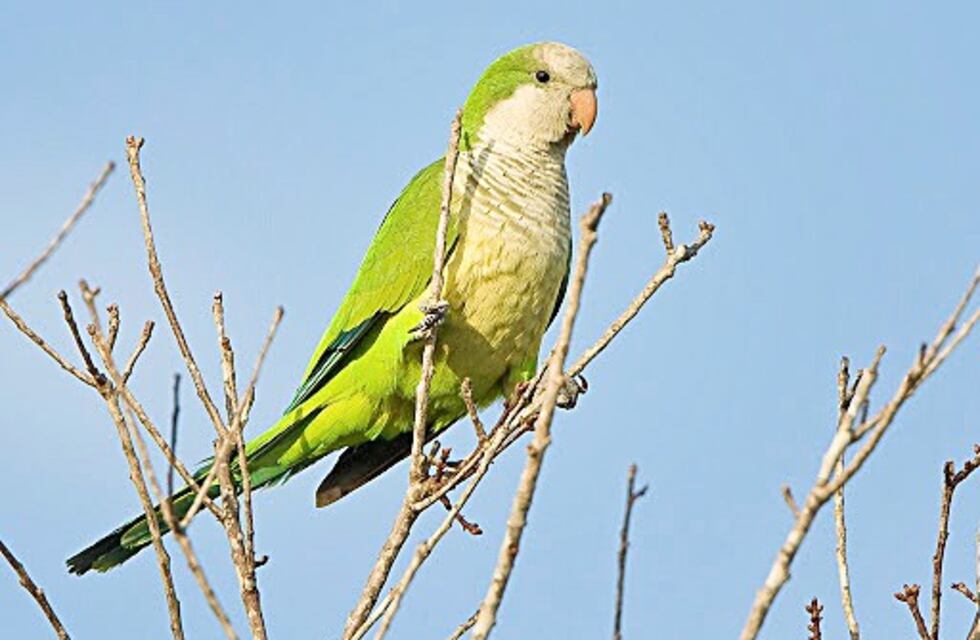 La cata es declarada plaga en Mendoza