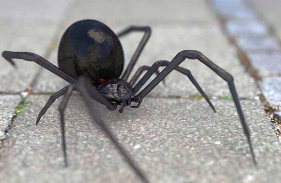 Medidas preventivas ante la aparición de animales ponzoñosos