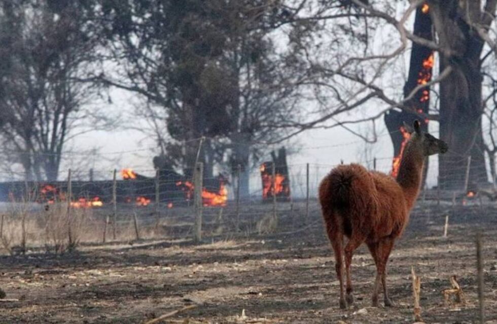 Incendio en Río Cuarto: el fuego causó daños y temor en zona de Aeroclub