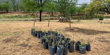 Se entregaron 3 mil plantas para reforestar Punilla