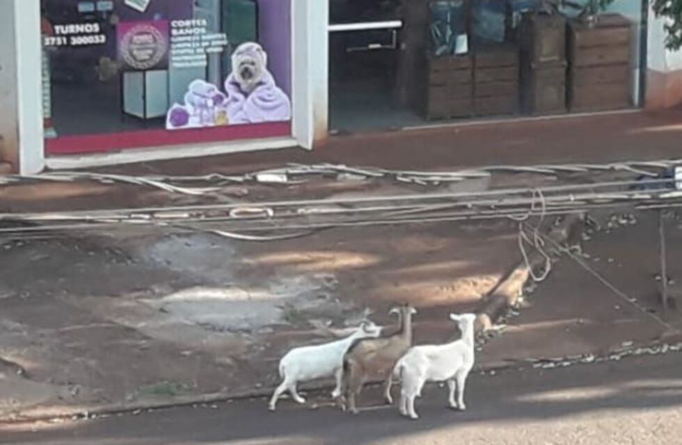 Tres cabras aparecieron paseando por la principal avenida de Eldorado