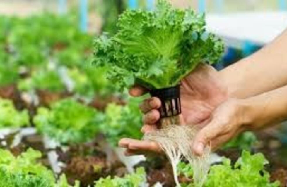 Se realizó en Tolhuin el Curso de Introducción al Manejo de Cultivos Sin Suelo