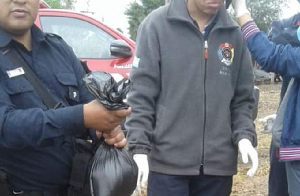 Envenenamiento masivo en las afueras de Salta: ya son 42 los perros muertos