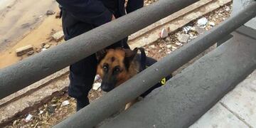 Can de la policía de Corrientes