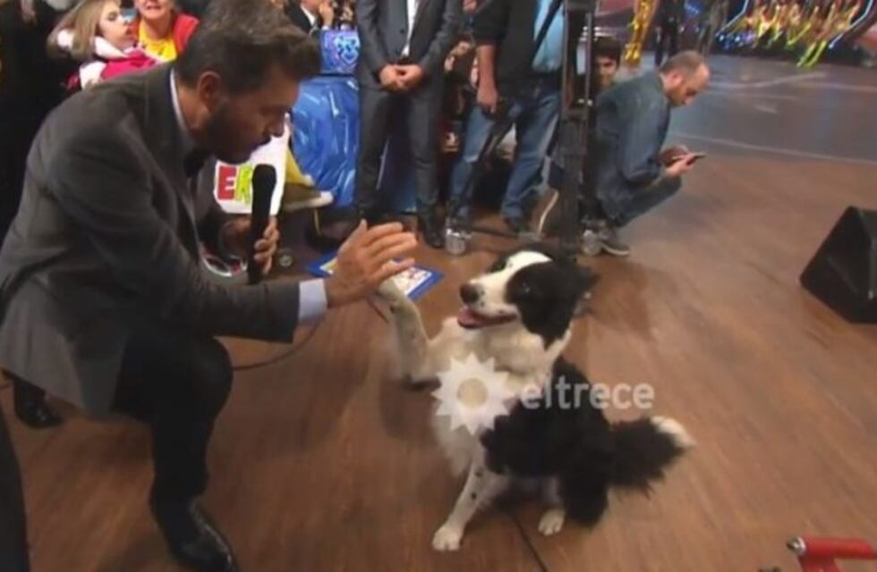 El perro que fue figura en el programa de Marcelo Tinelli