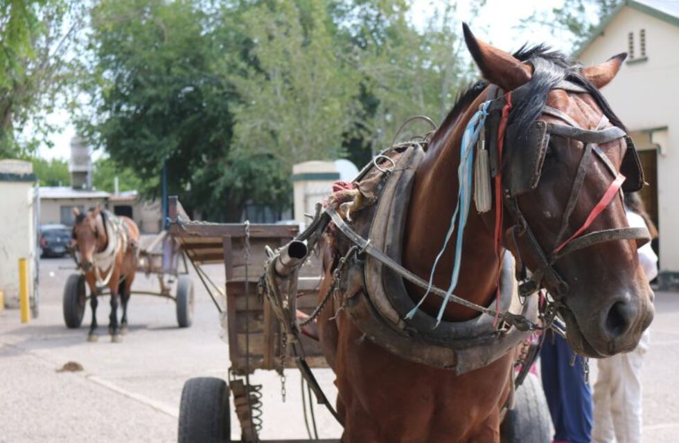 "Jubilan" a los caballos carreteleros de Godoy Cruz y buscan familias adoptantes