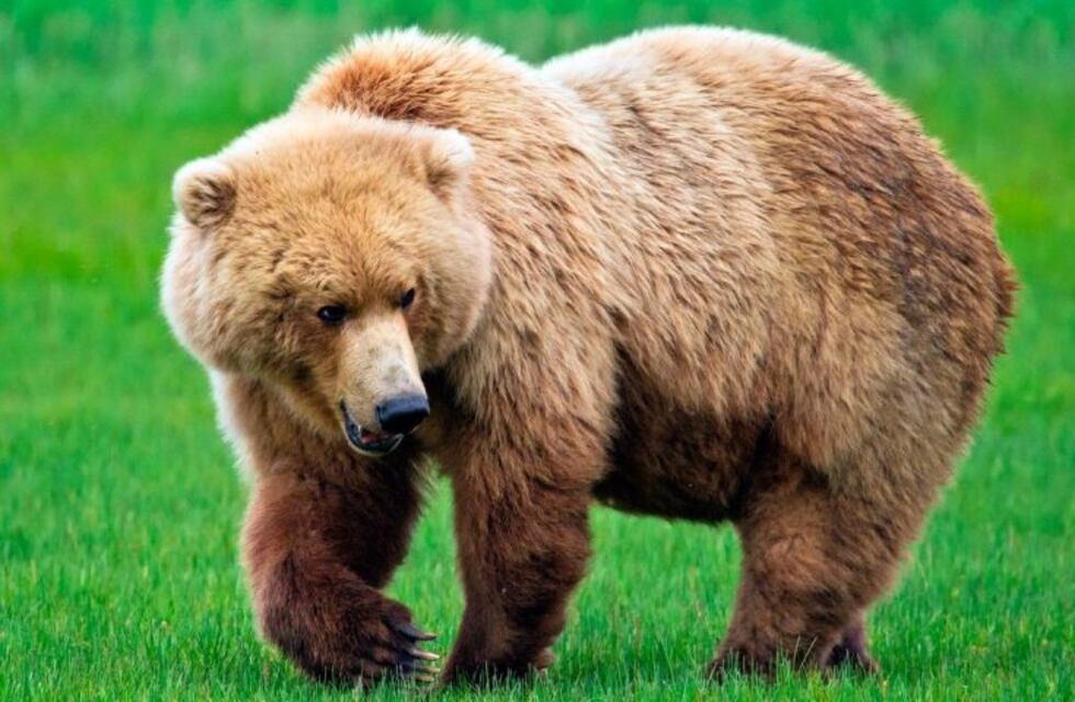 Cortaron la cabeza de un oso para que deje de morder la pierna de un hombre