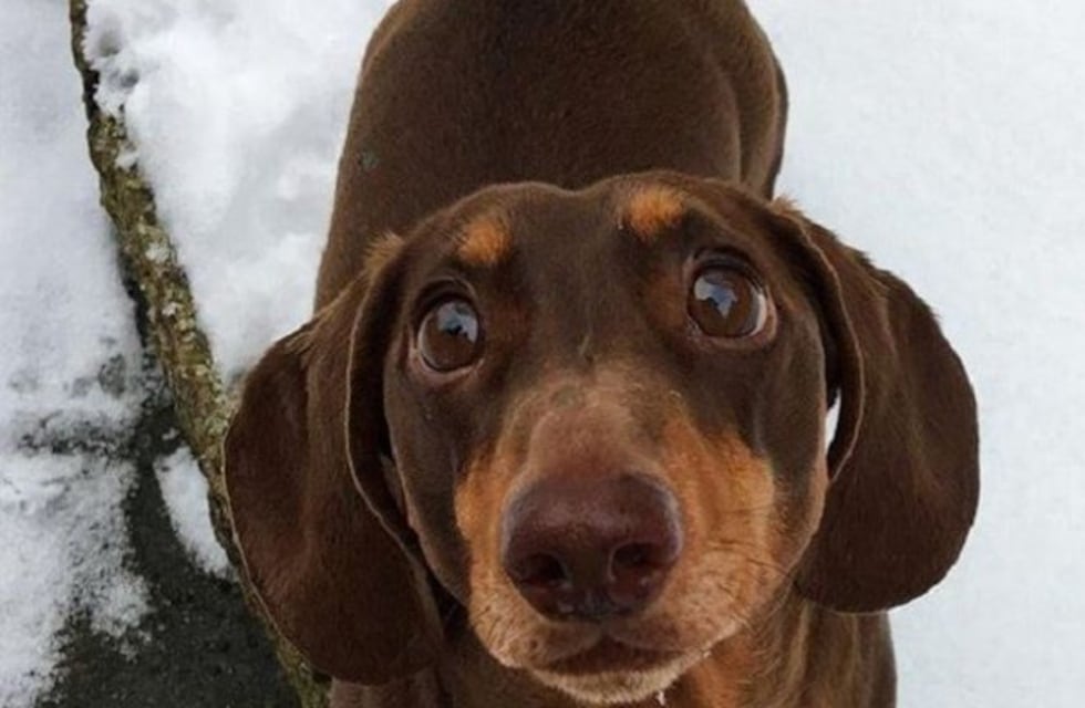 Un perrito feliz por pasar mucho tiempo con sus dueños movió demasiado la cola y sufrió un esguince