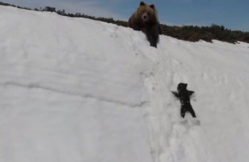 La cruel historia detrás del video del oso bebé que se volvió viral
