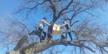 Colocación de cajas nido en caldenes (Municipalidad de Santa Rosa)
