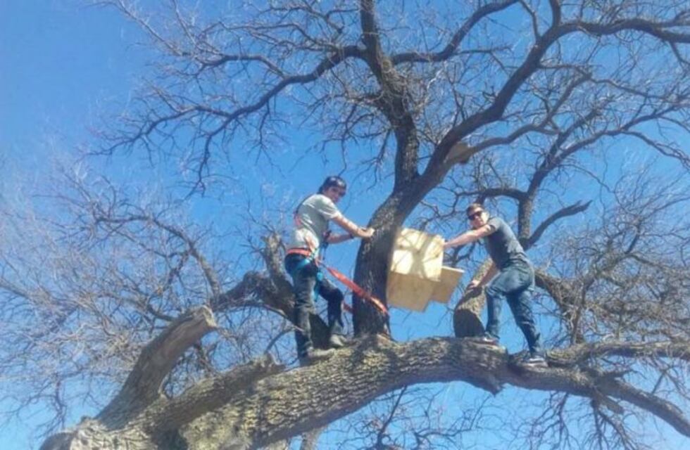 Colocaron cajas nido en caldenes para que se instalen lechuzas de campanario