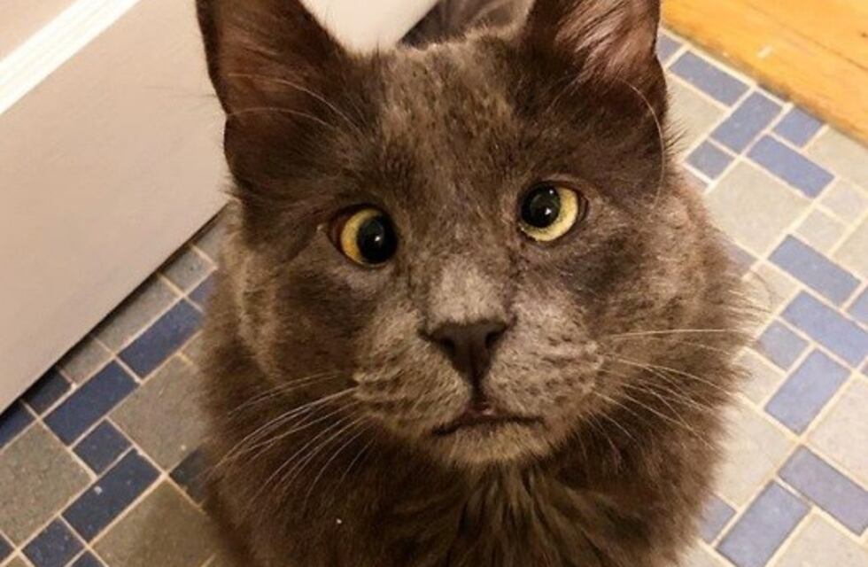 La tierna gata que nació con una malformación en los ojos y hace furor en las redes