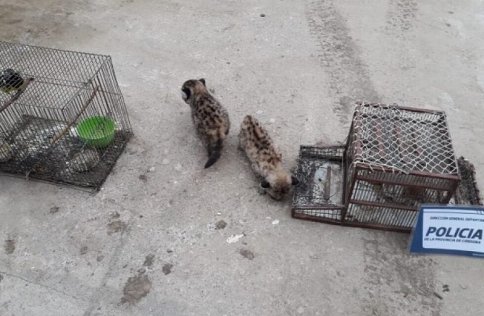 El Quemado: fueron rescatados dos cachorros de pumas y serán devueltos a su hábitat natural