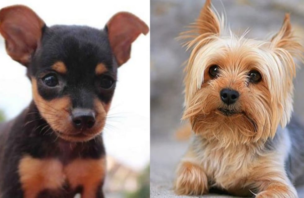 El aspecto de este perrito mitad Yorkie mitad Pinscher se hizo viral en Tik Tok