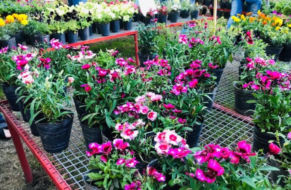 Arranca la Expo Viveros, la muestra más grande de flores y plantines de la región