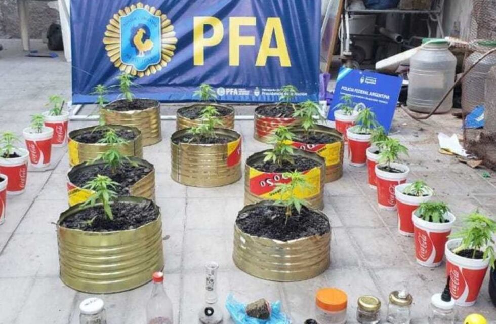 Desbarataron otro "vivero de marihuana" en Mendoza