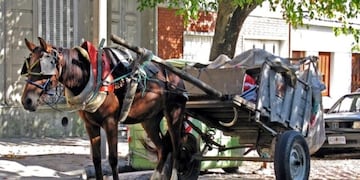 Tracción a sangre: no hay respuestas por parte del Municipio de Resistencia (Imagen ilustrativa: Municipalidad de Gualeguaychú).