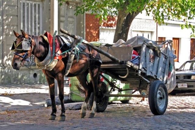 Tracción a sangre: no hay respuestas por parte del Municipio de Resistencia (Imagen ilustrativa: Municipalidad de Gualeguaychú).